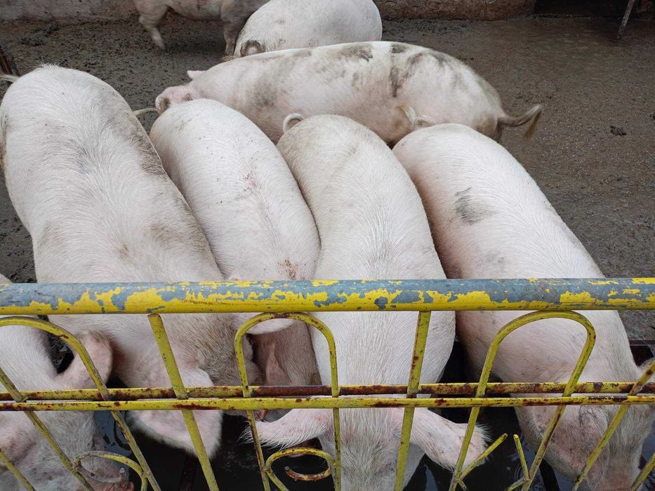 Продавам прасета