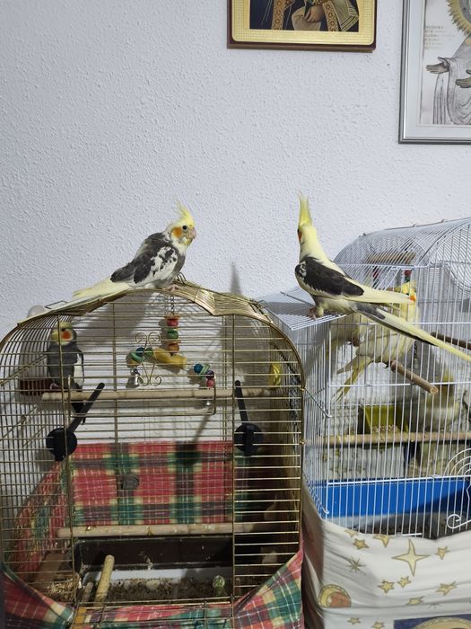 Dv puii de ninfă blînzi și jucăuși