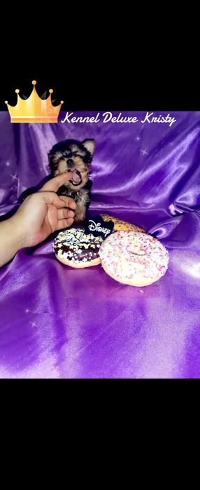 Йоркширски териер мини ЖЕНСКИ