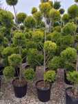 Garden Devis | Plante Ornamentale