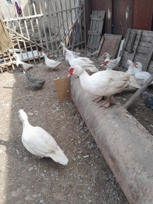 Продаются индоутки французская, немецкая тяжелая линия