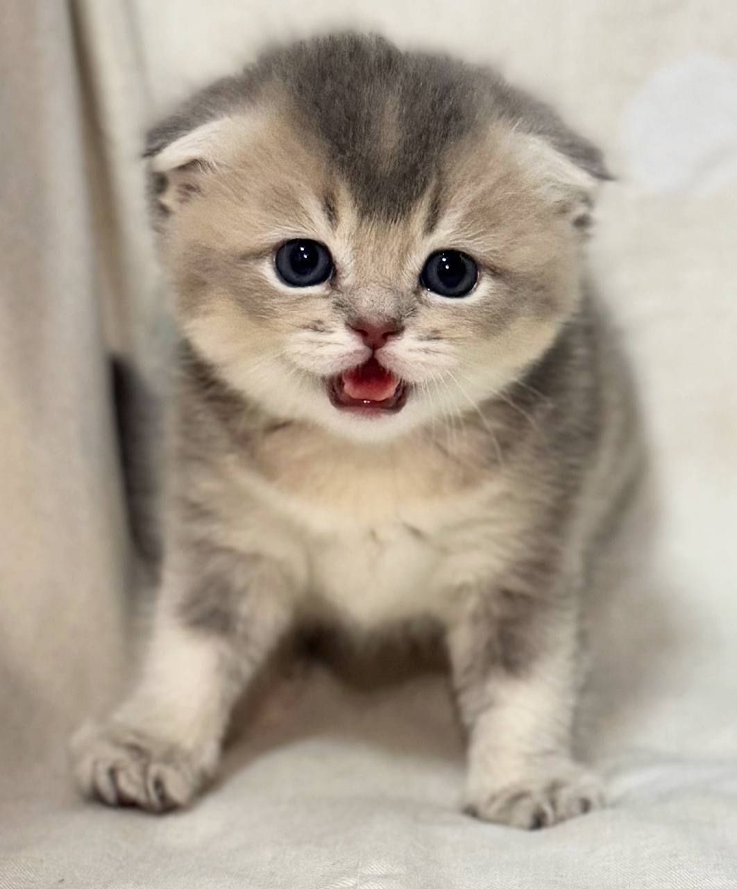 скотиш страйт и скотиш фолд