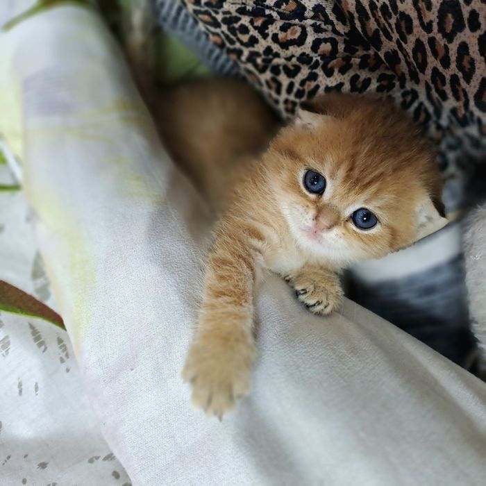 Котёнок от правильной вязки