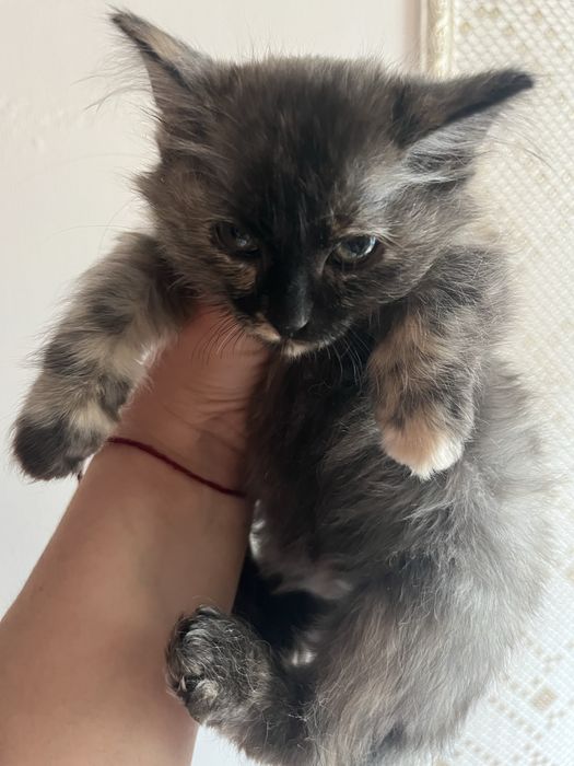 Отдадим в добрые ручки