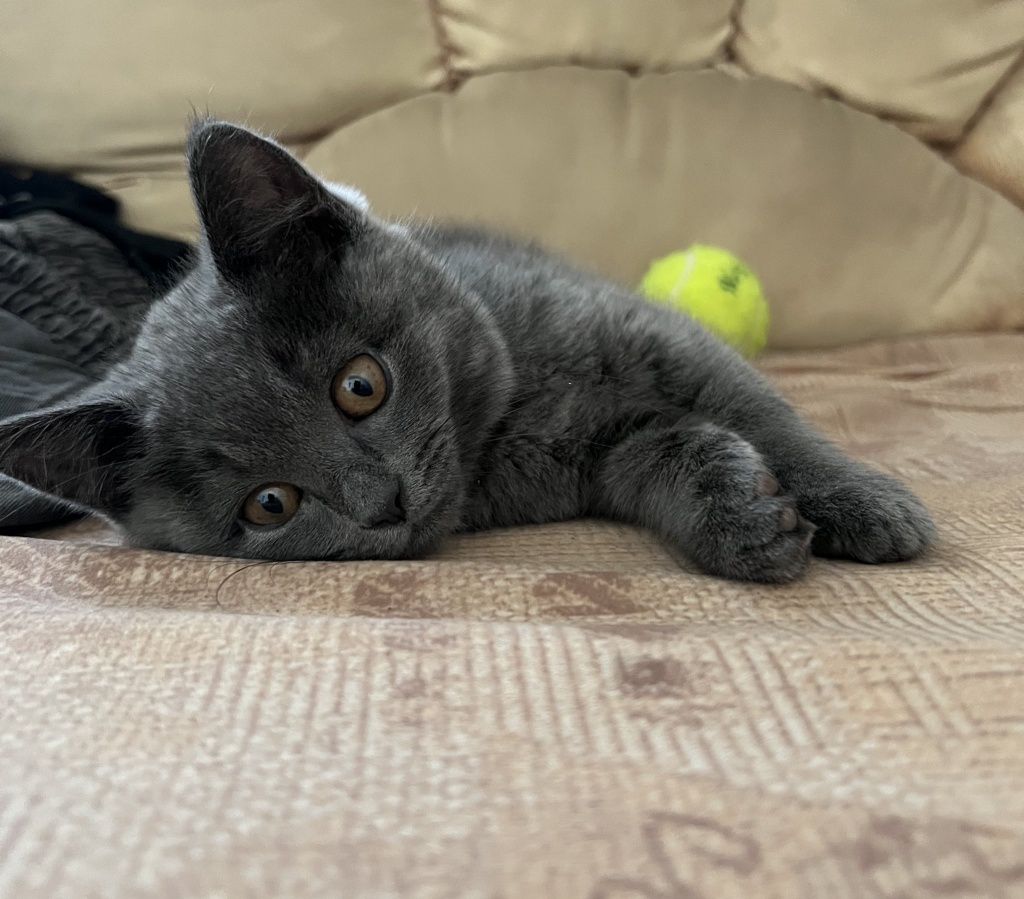 Шотландская кошка отдается