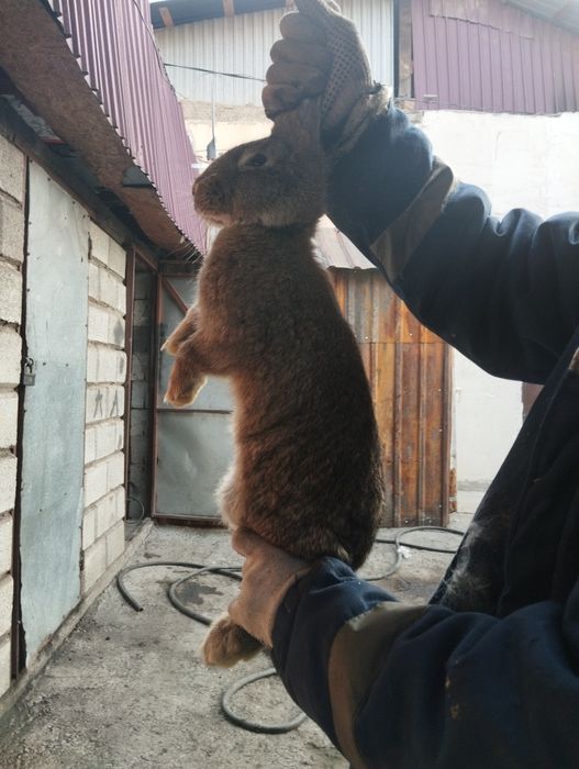 Продаются Кролике