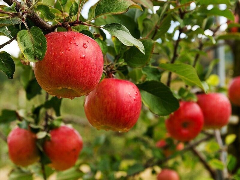 Măr (Aroma de Zmeura )