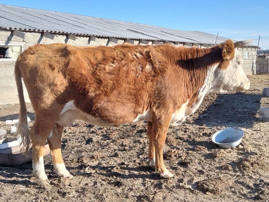 Соғымға семіз сиыр, бузау сатылады
