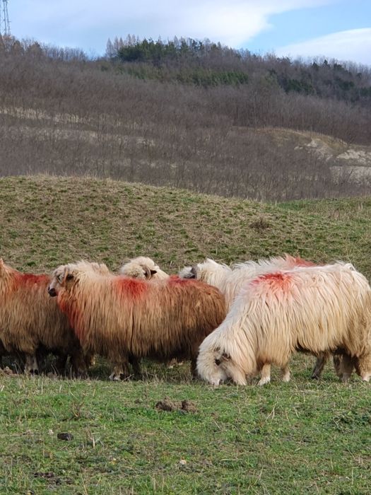 Vând oi 6 și un berbec