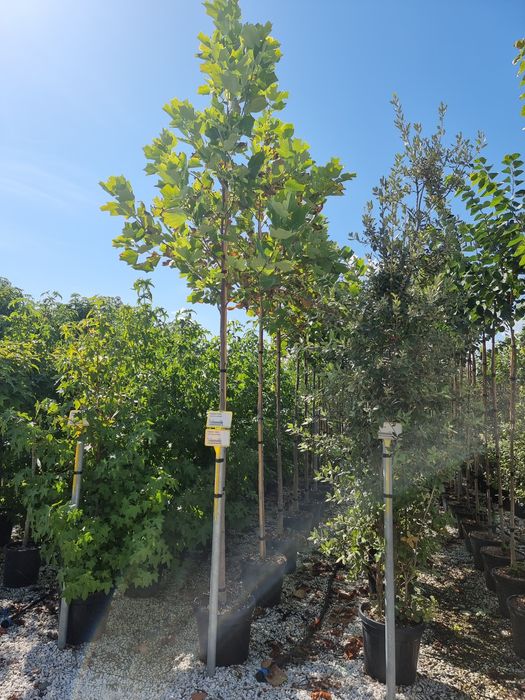 Platan - Tei de floare ( copaci ornamentali)