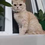 Милая, добрая кошечка