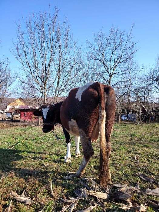 Vând vacă gestantă