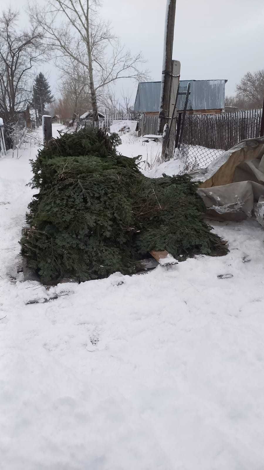 Пихтовые ветки как украшение к Новому Году