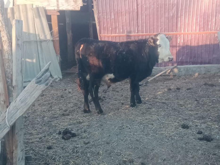 Бұқалар сатылады