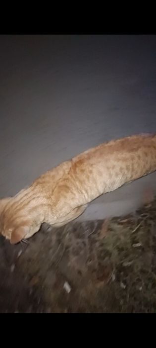 Чей рыжий котик мкр Шугыла