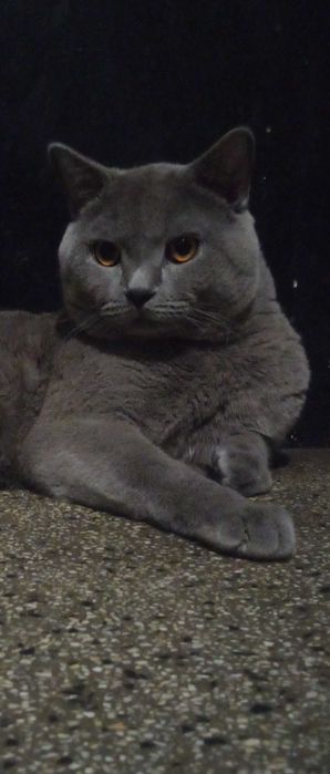 Черно британско коте