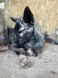 Donez spre adoptie pui din husky. Somova, Tulcea.