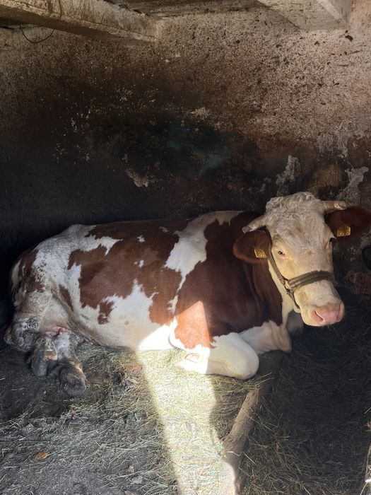 Vând Vacă Bălțată Românească - 5 ani