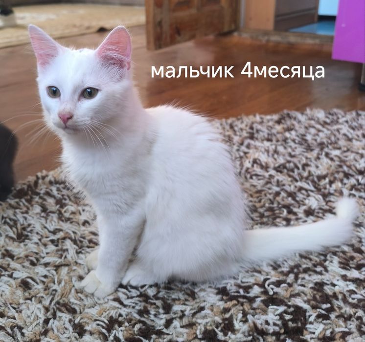 Отдам котят в хорошие руки. Мальчики