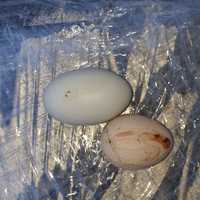Зелени яйца арукана 1лв бр млади ярки арукана 30 лв бр екологично хран