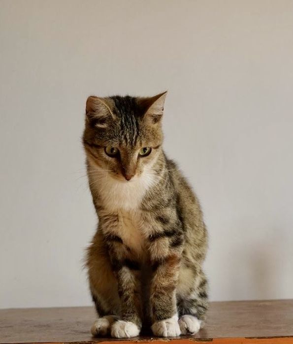 Отдам в добрые руки