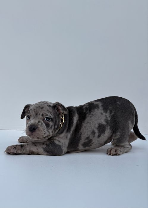 American Bully Standard
