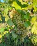 Struguri de masa si de vin