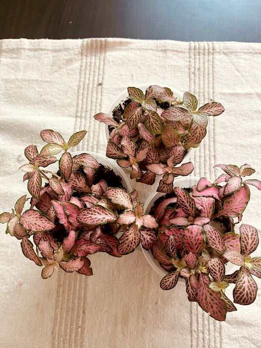 Фиттонии с хорошей корневой