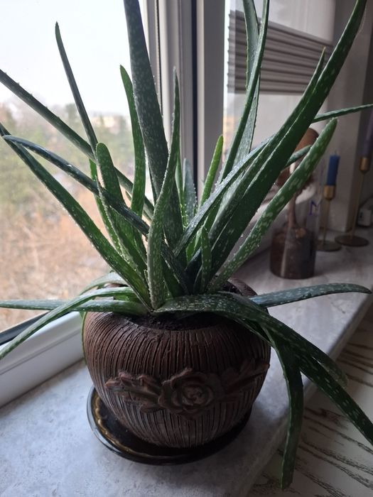 Продаю Алоэ вера