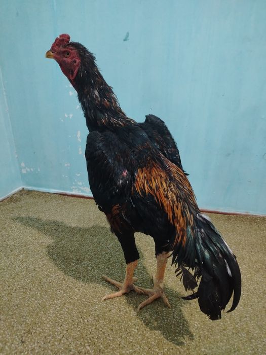 Dakan xo'roz sotiladi