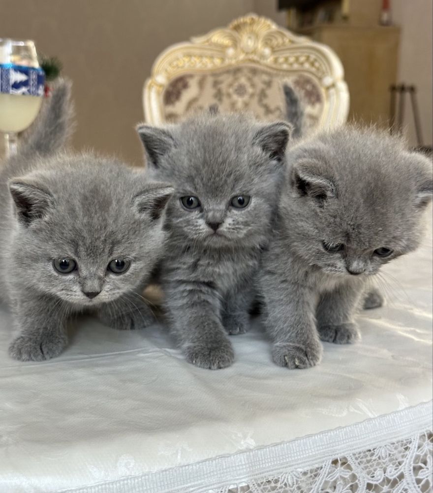 Продаются,чистокровные,британские котята.