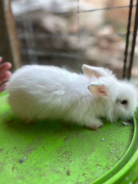 Vând iepuraș cât de leu pitici