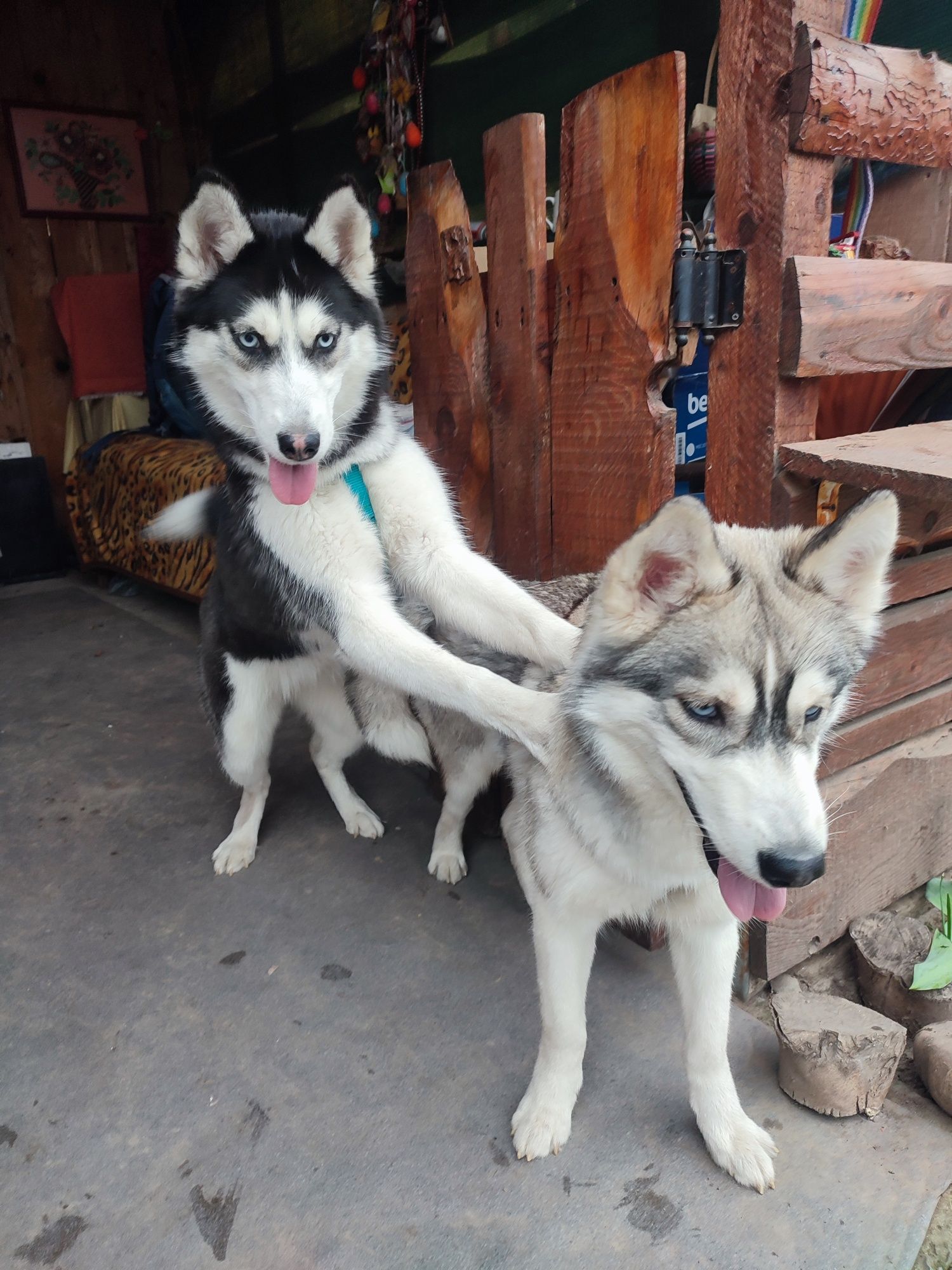 Husky, băiat gri, fata neagra