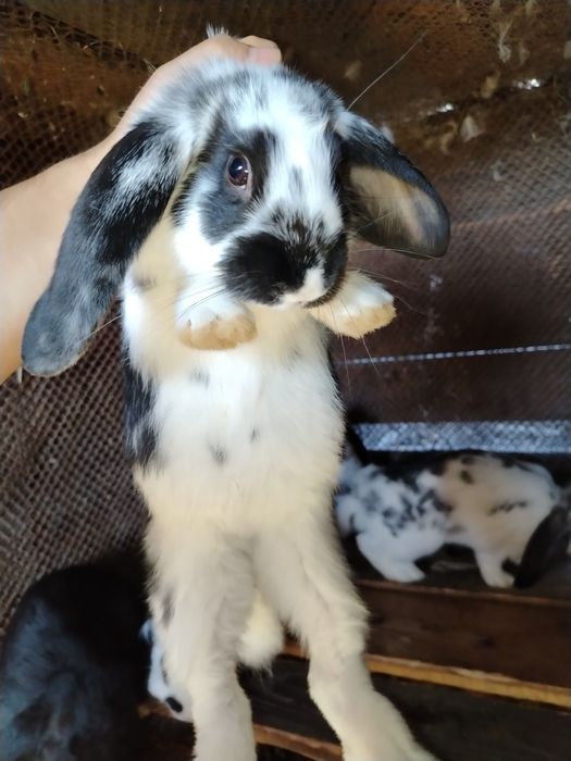 Iepure, fluture franțuzesc /mixt