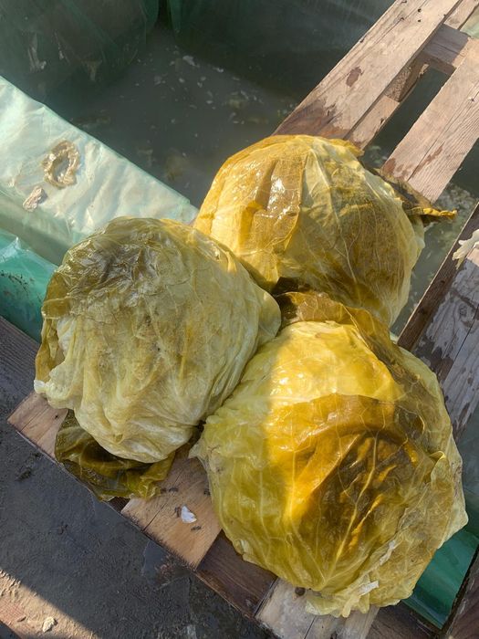 Varza murata romaneasca