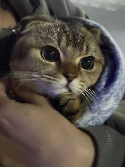 Скоттишфолд для вязки