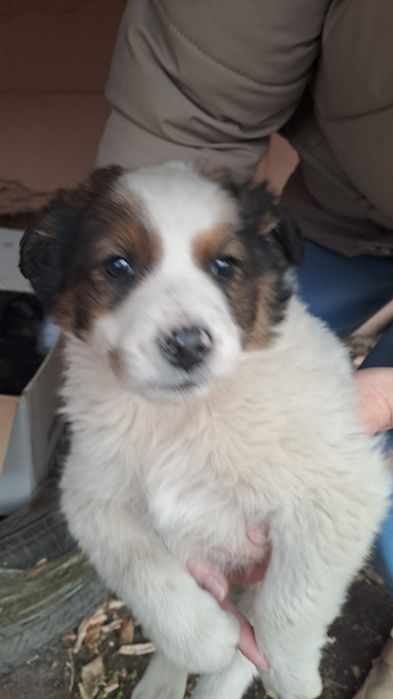 Отдам щенков в хорошие руки , мальчик и девочка