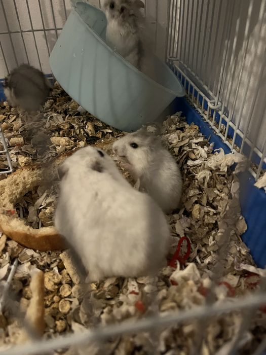 Puii de hamster pitic