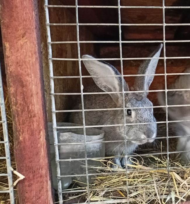 Iepuri de casă 1.5- 2 kg