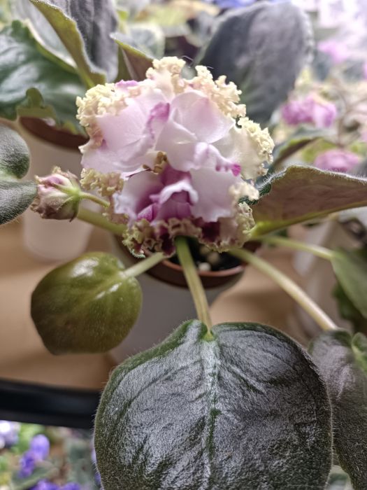 Продам Фиалки в ассортименте