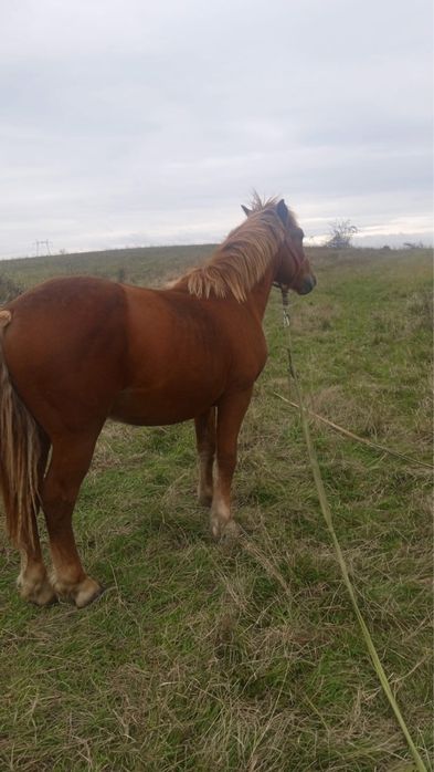 De vanzare armasar roib urgent !!!