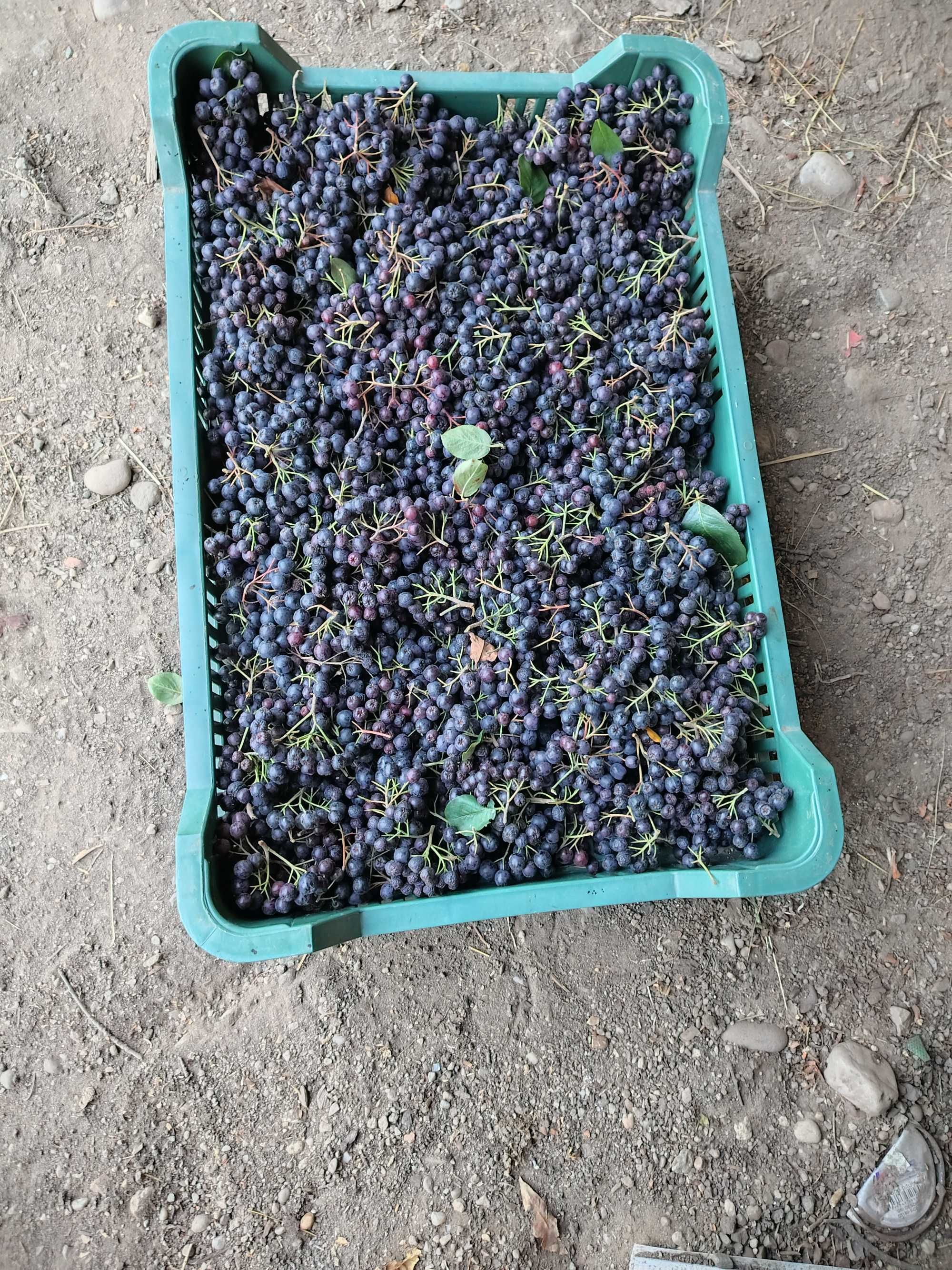 Vand aronia      .