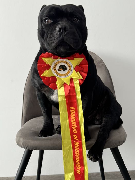 StafforshireBullTerrier - Mascul