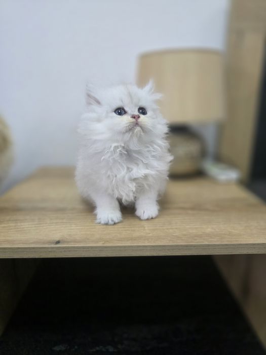 Pui pisică british longhair