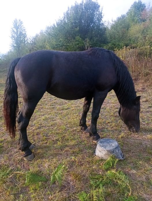Vând mânză de 2 ani și 2 luni este blândă cu acte și cip