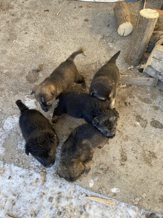 Щенки в добрые руки