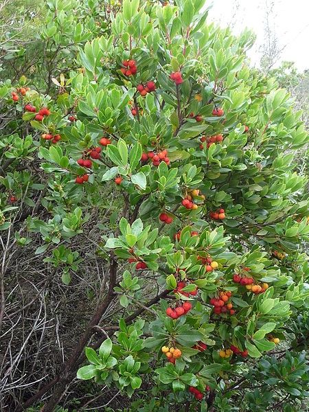 Ягодово дърво/Arbutus unedo (кумарка)