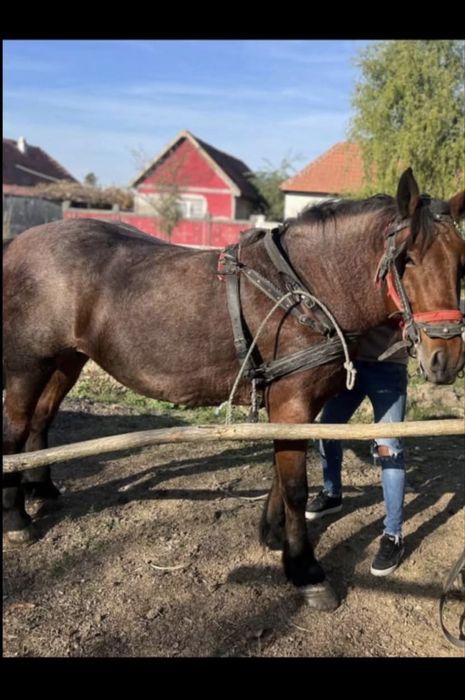 Vand manz semi greu cu influenta belgiana