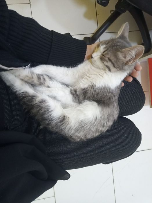 Кошка в подарков