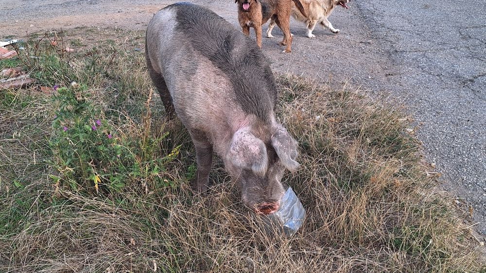 Две угоени прасета